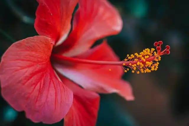 ¿El té de flor de Jamaica (Hibiscus sabdariffa) ayuda a bajar la presión arterial?