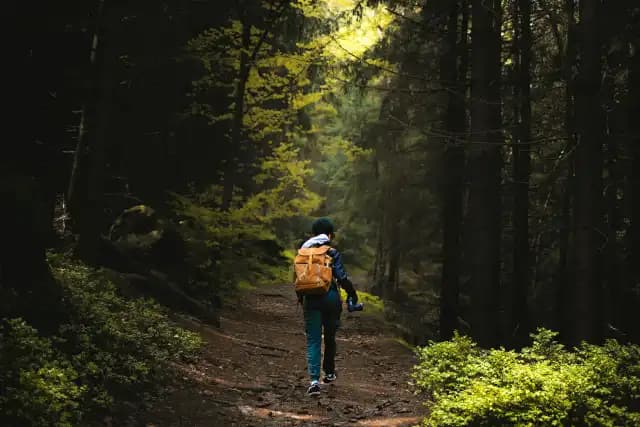 🌲✨ ¿Pasar tiempo en el bosque fortalece el sistema inmunológico? 🌿🛡️